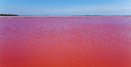Màu nước đỏ kỳ lạ trong hồ nước ở Camargue.